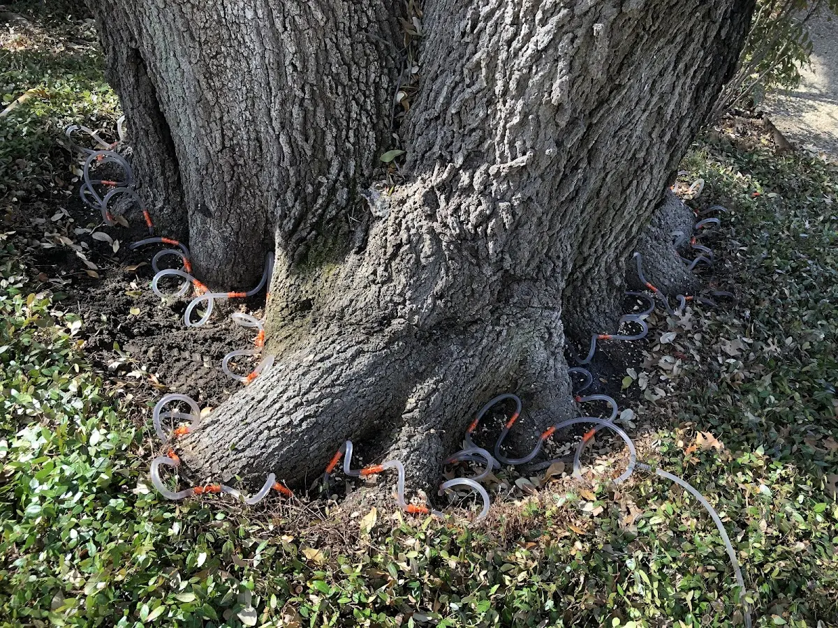 Detailed Tree Cabling and Bracing job site in Wetumpka
